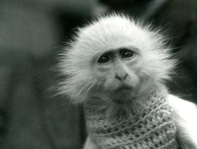 Ein Albino-Altweltaffe, Gattung Ceropithecus, trägt einen Pullover im Londoner Zoo im Juli 1922 von Frederick William Bond